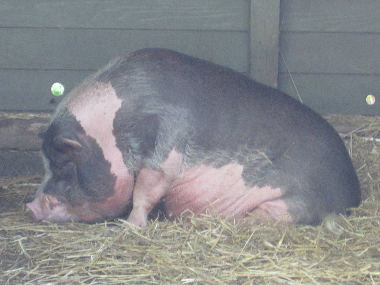 Pot-Bellied Pig