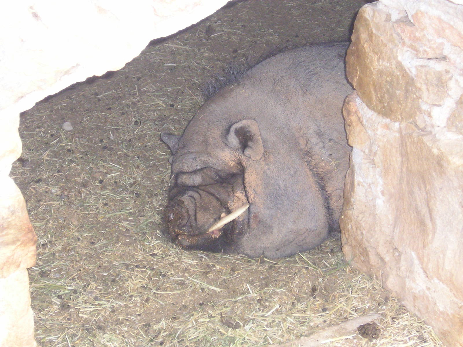 Pot-bellied pig