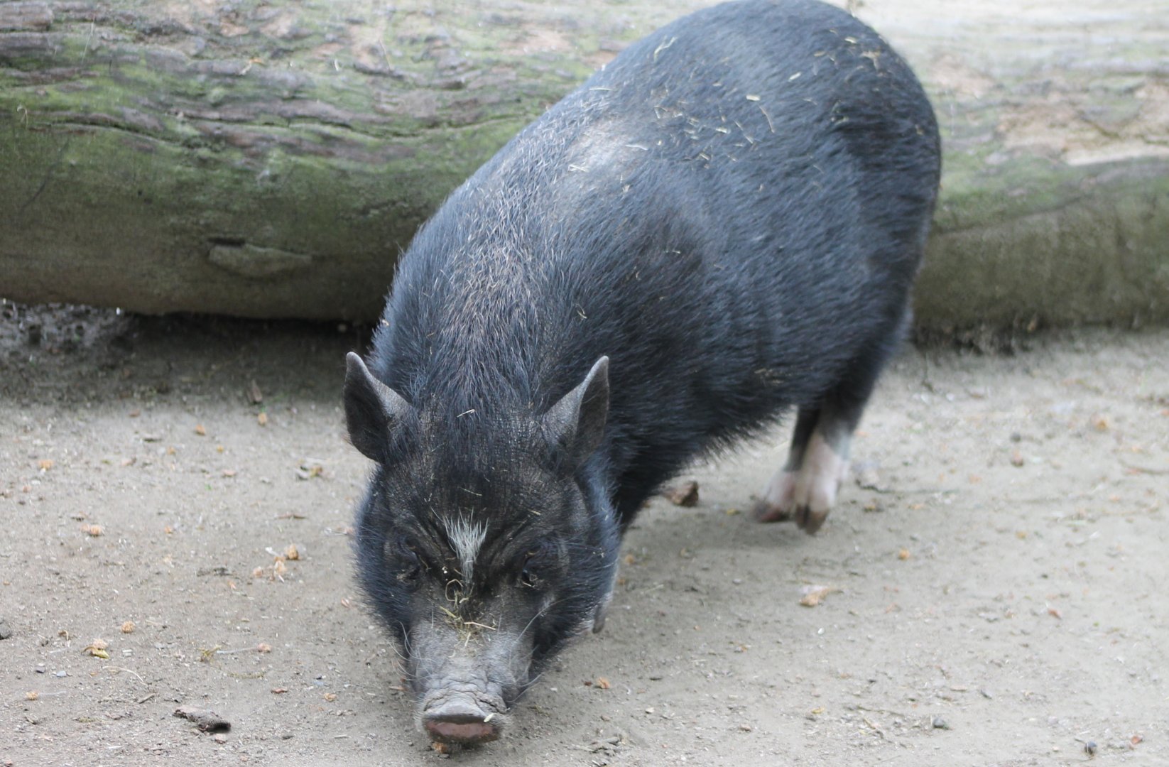 Pot-bellied pig