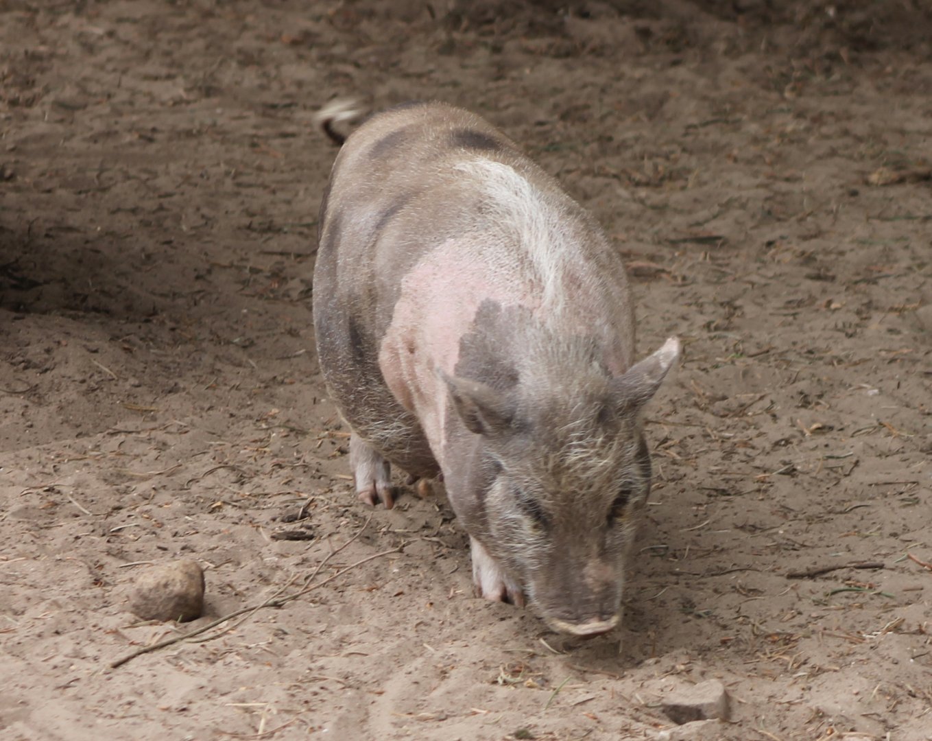 Pot-bellied piglet
