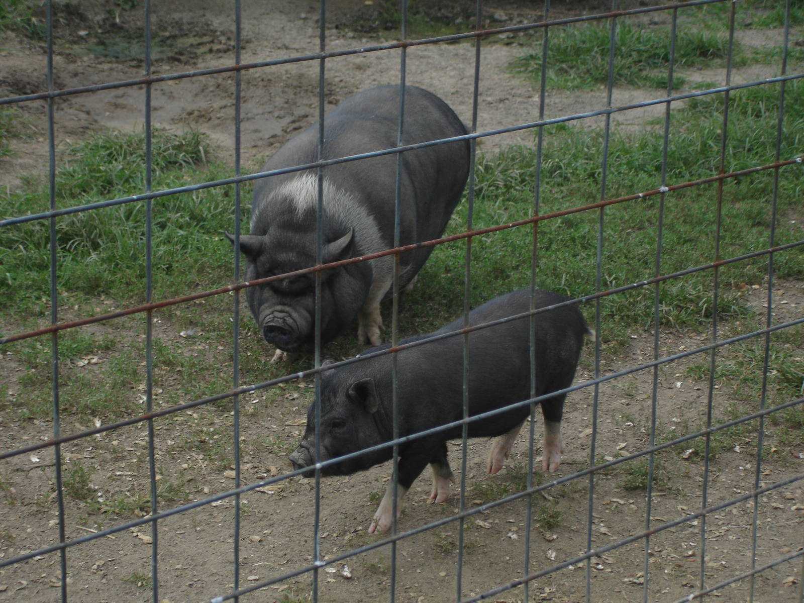 Pot Bellied Pigs