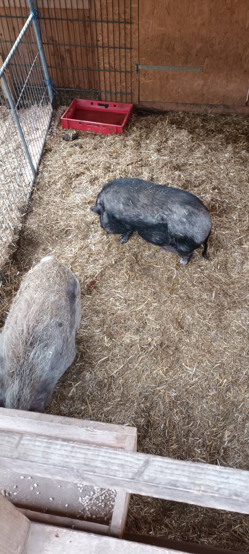 Pot bellied Pigs