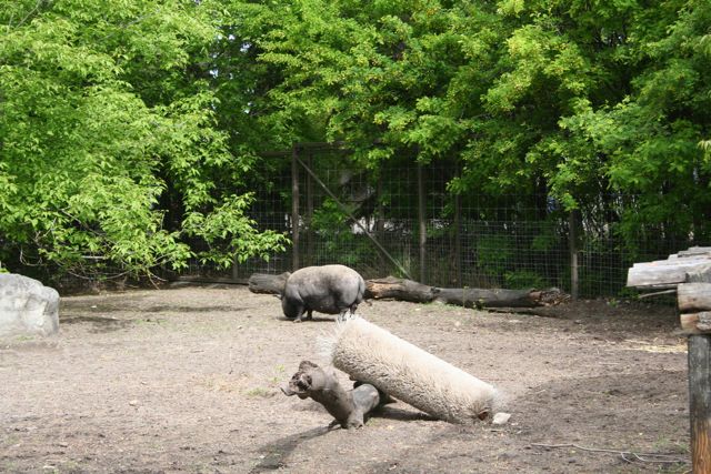 Pot-Bellied Pigs