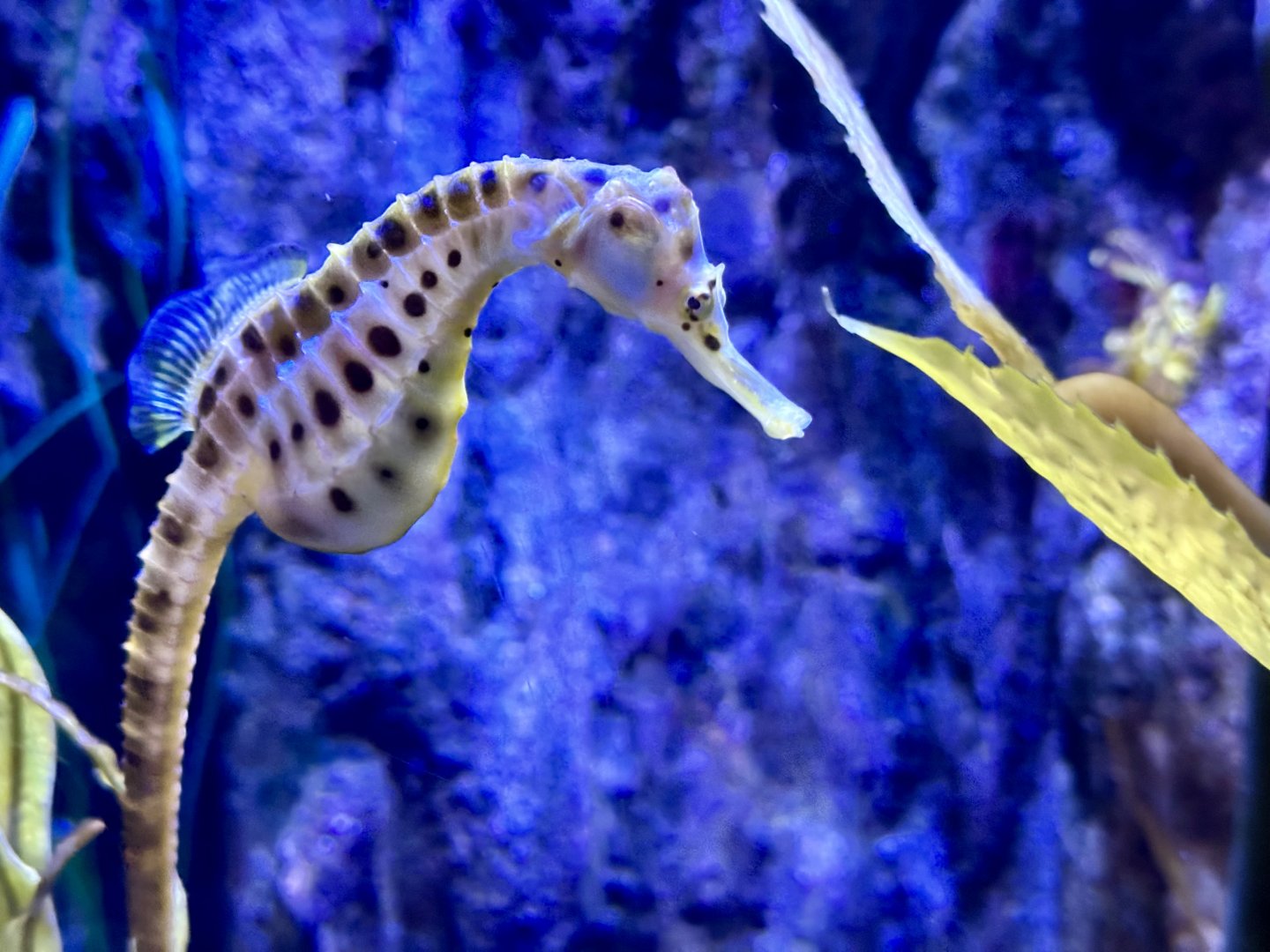 Pot-bellied sea horse (Hippocampus abdominalis)