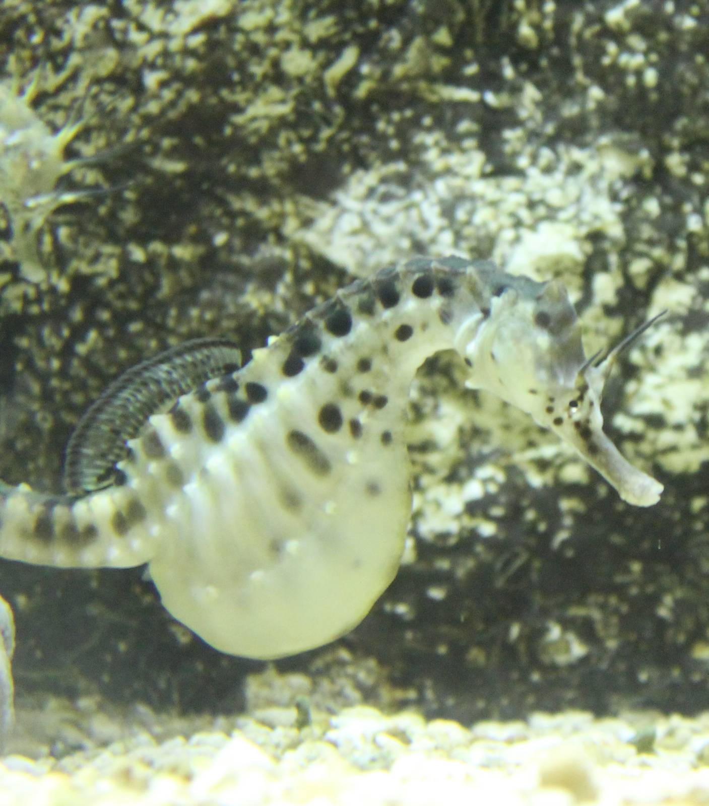 Pot-bellied sea horse
