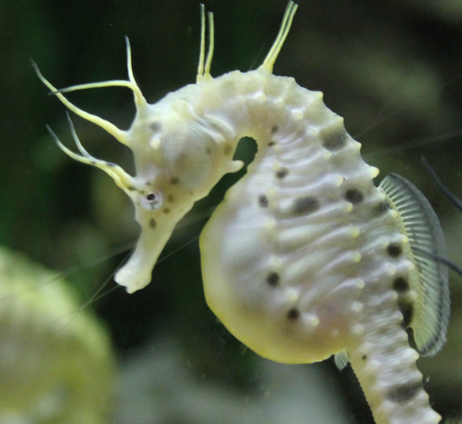 Pot-bellied sea horse