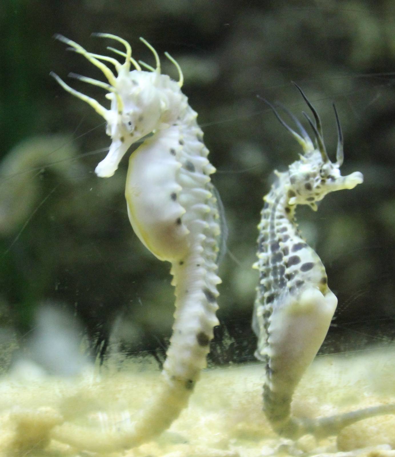 Pot-bellied sea horses