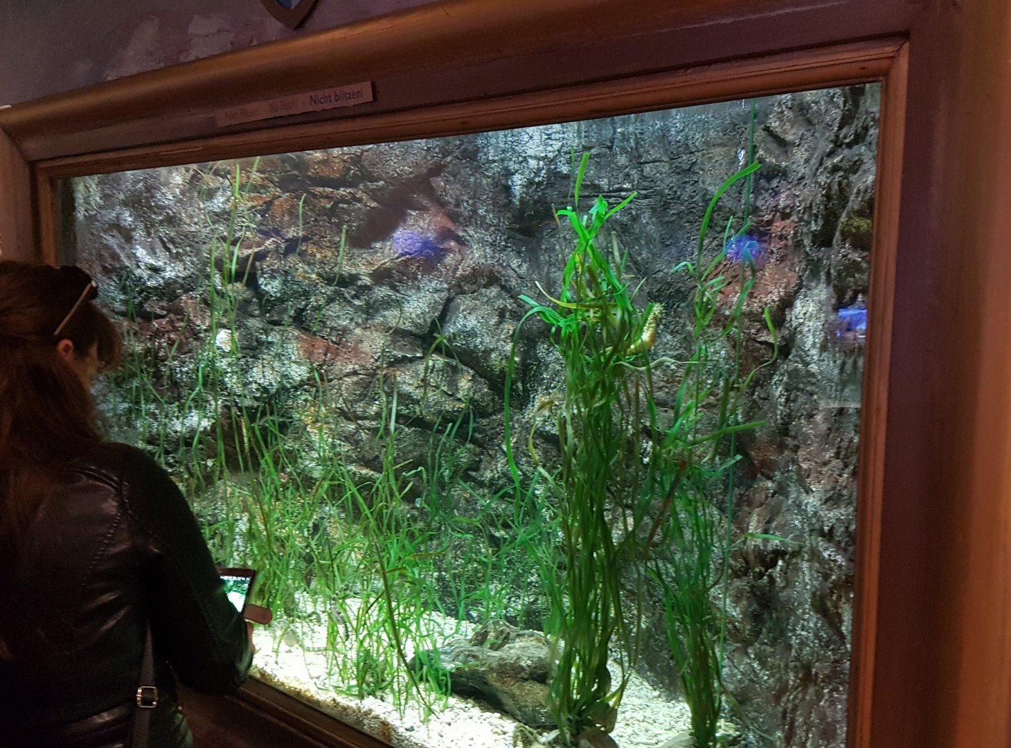 Pot-bellied seahorse and Broad-nosed pipefish-aquarium