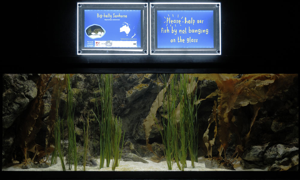 Pot-bellied Seahorse Aquarium