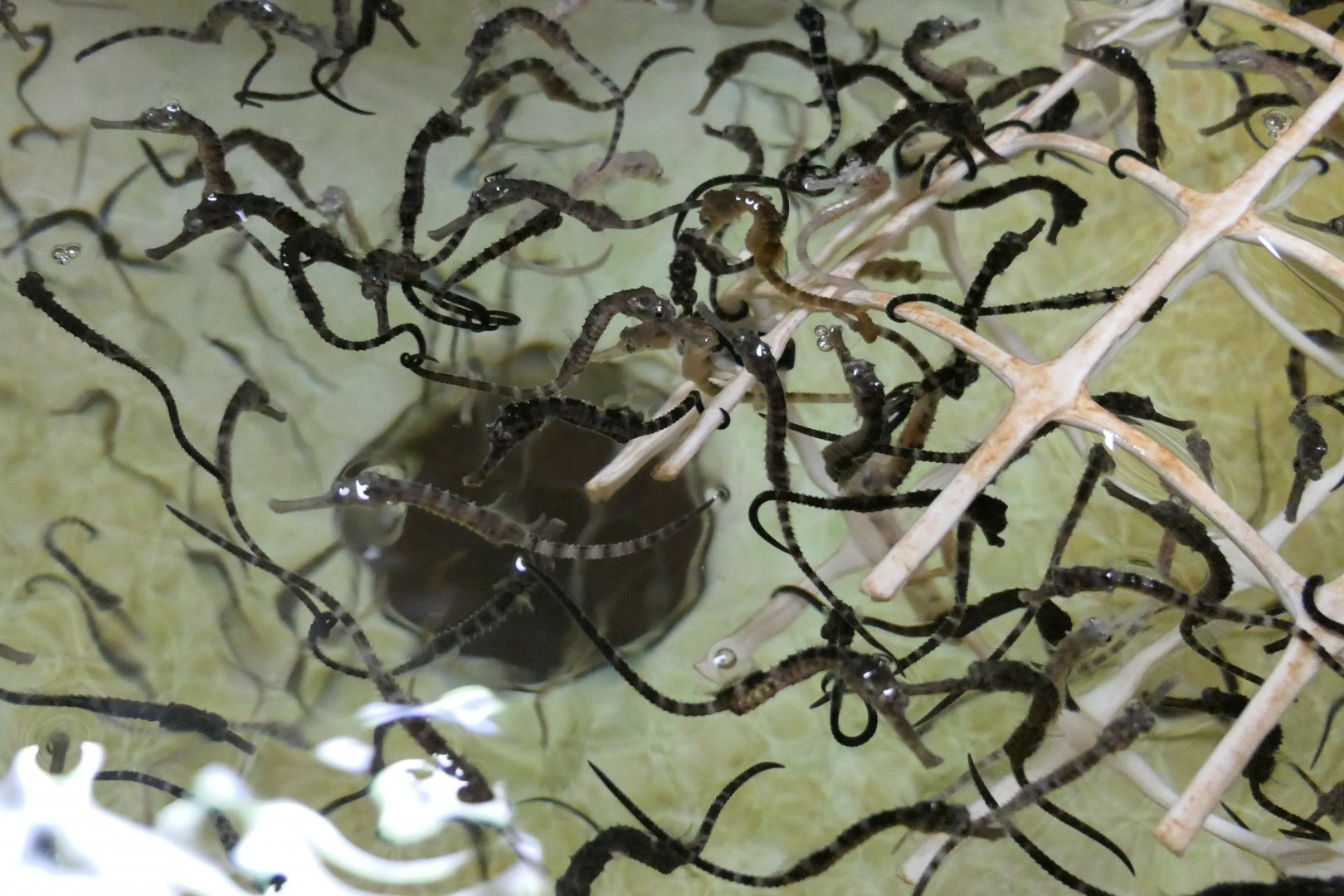 Pot-bellied Seahorse fry (Hippocampus abdominalis)