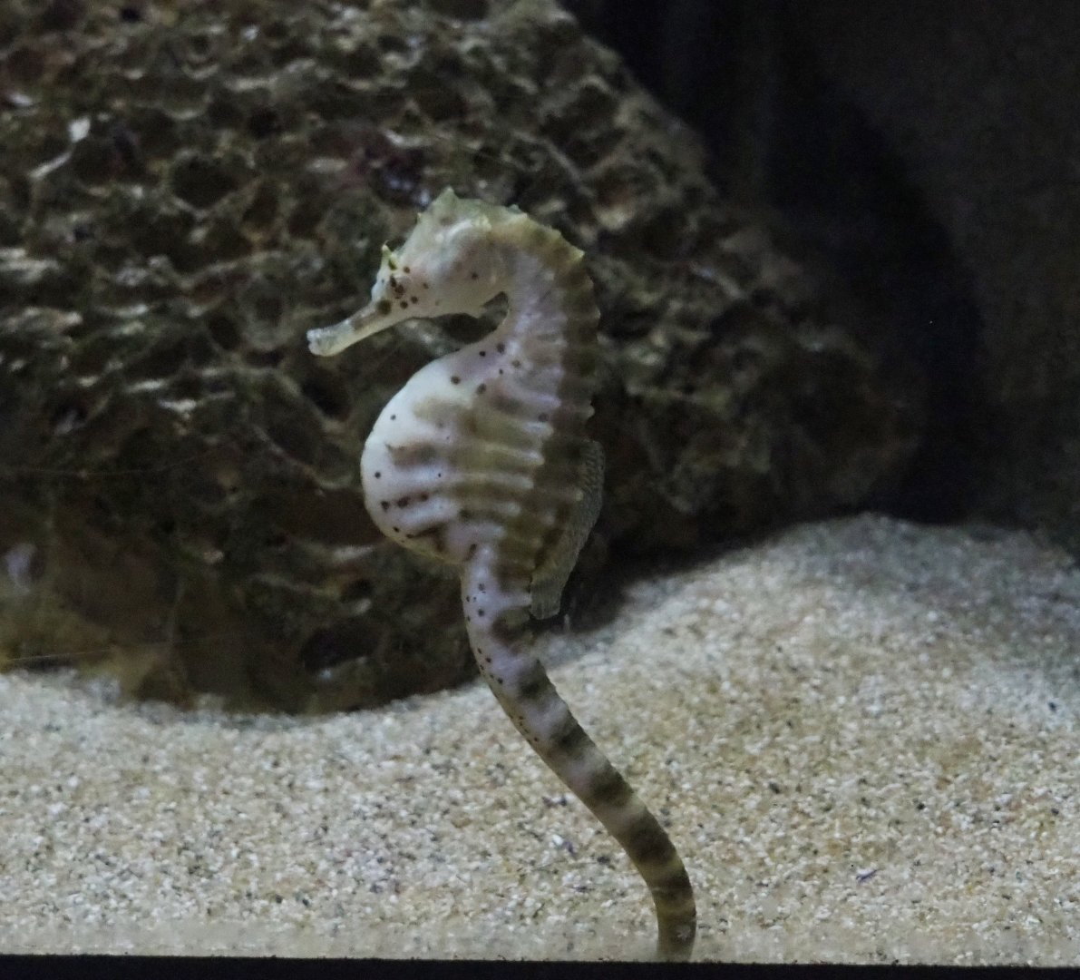 Pot-bellied seahorse (Hippocampus abdominalis), 2019-04-20