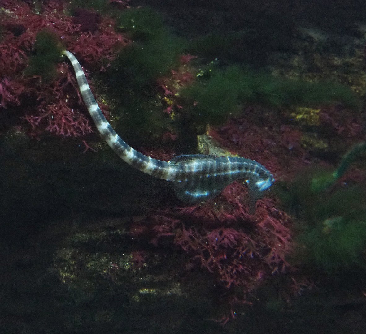 Pot-bellied seahorse (Hippocampus abdominalis), 2022-03-16