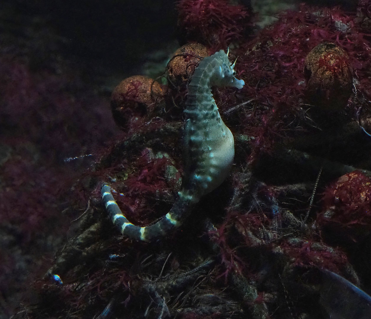 Pot-bellied seahorse (Hippocampus abdominalis), 2022-08-16