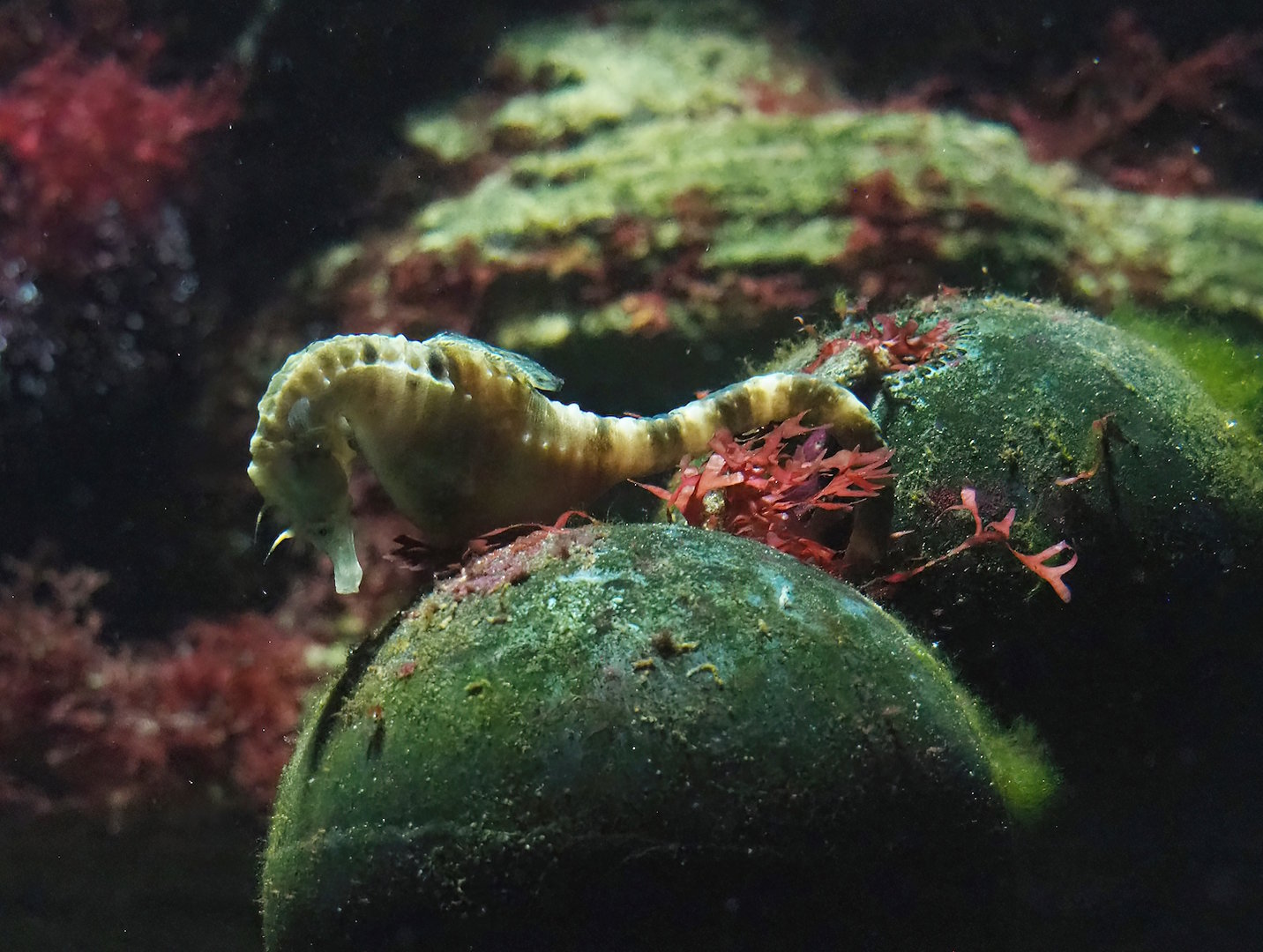 Pot-bellied seahorse (Hippocampus abdominalis), 2022-10-29