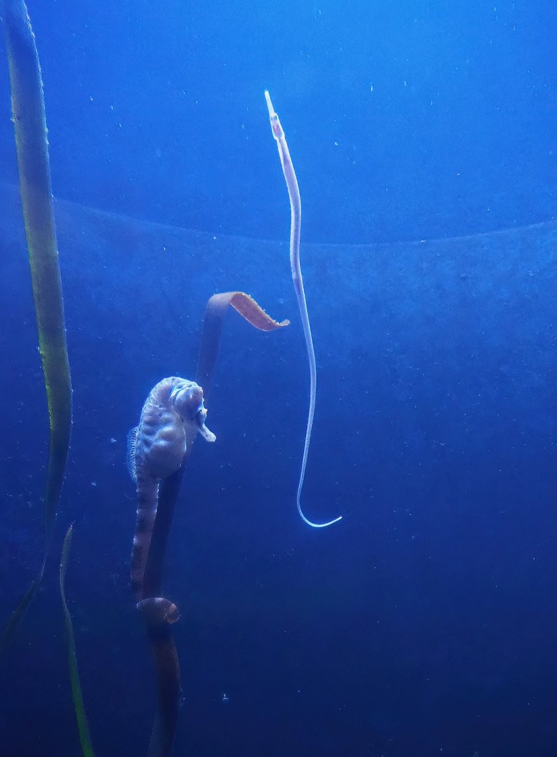 Pot-bellied Seahorse (Hippocampus abdominalis) and Greater pipefish (Syngnathus acus), 2023-10-13