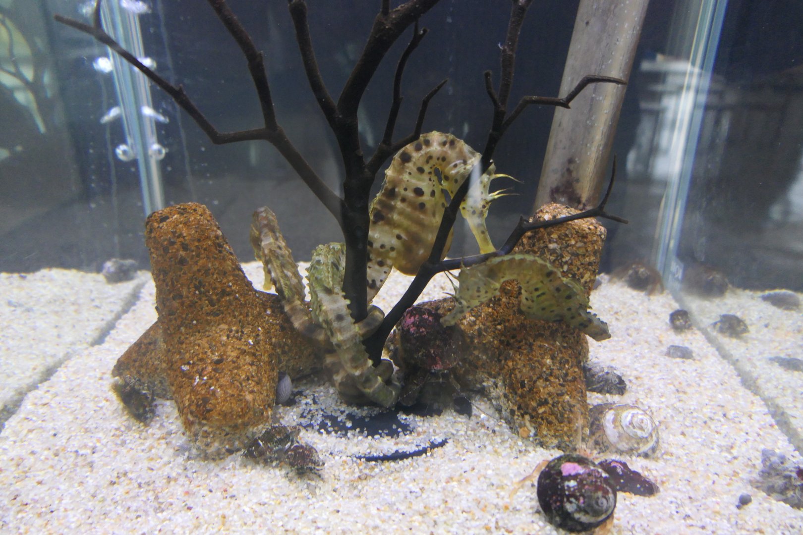 Pot-bellied Seahorse (Hippocampus abdominalis) - Uozu Aquarium