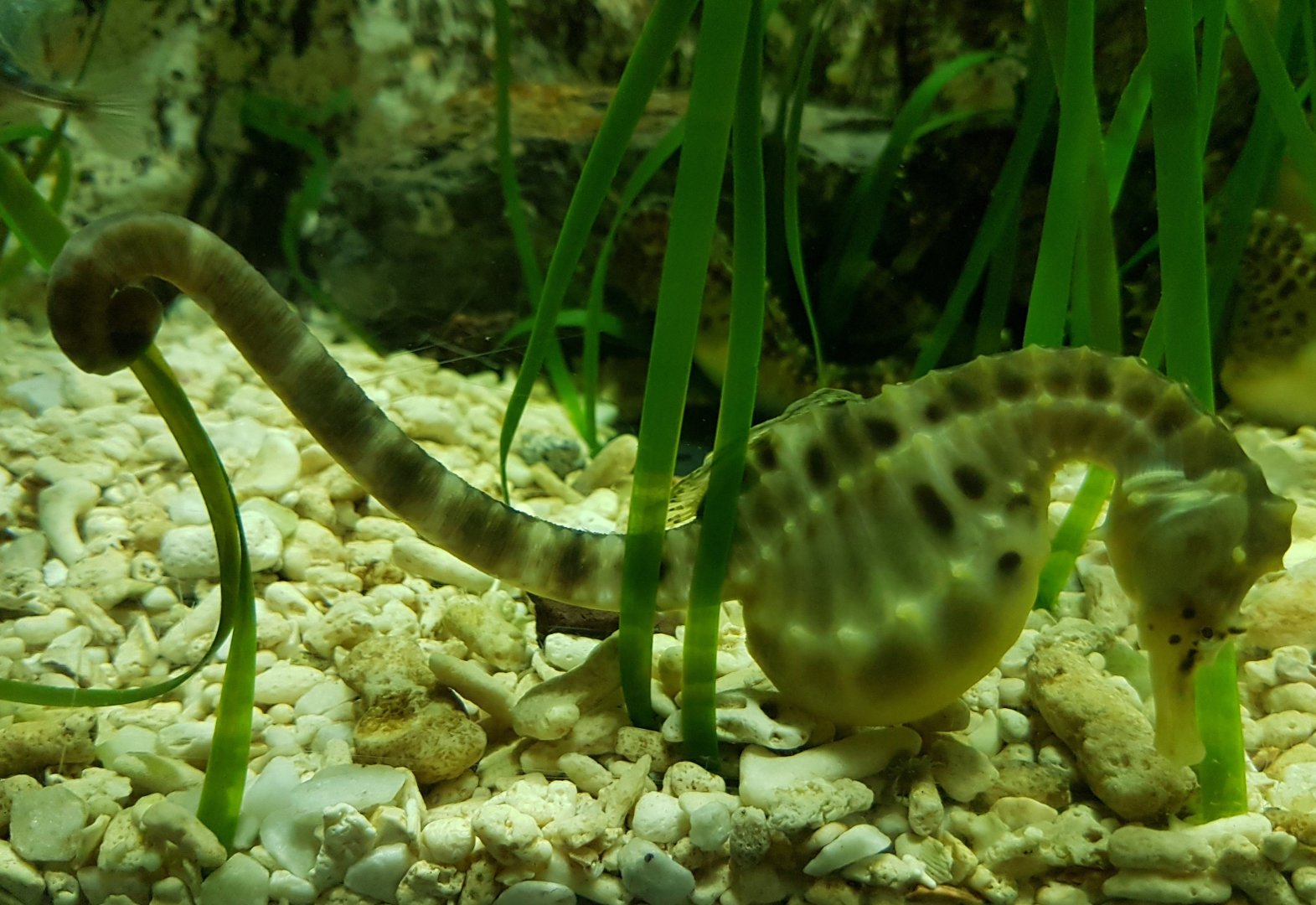 Pot-bellied seahorse - Hippocampus abdominalis