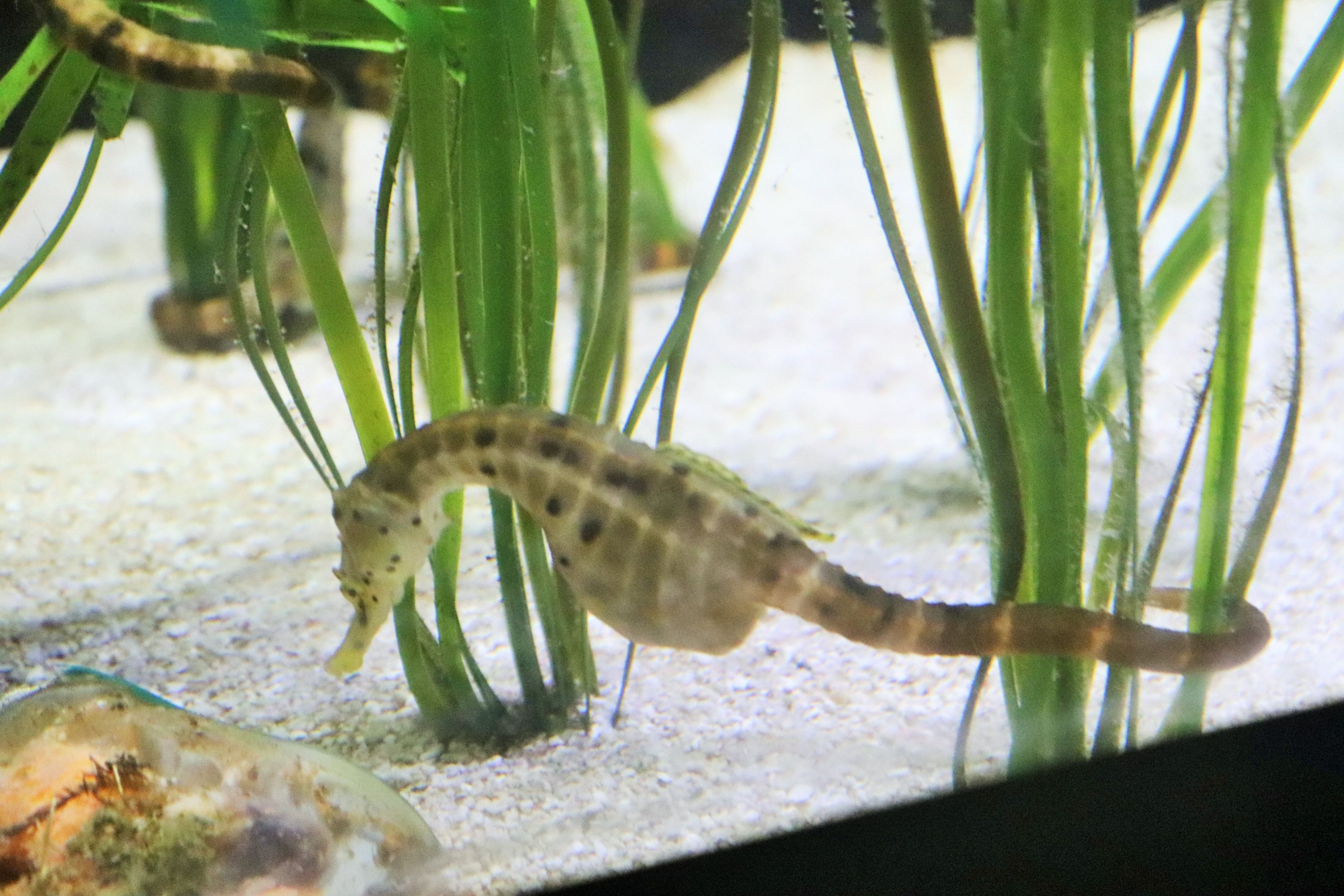 Pot-bellied Seahorse (Hippocampus abdominalis)