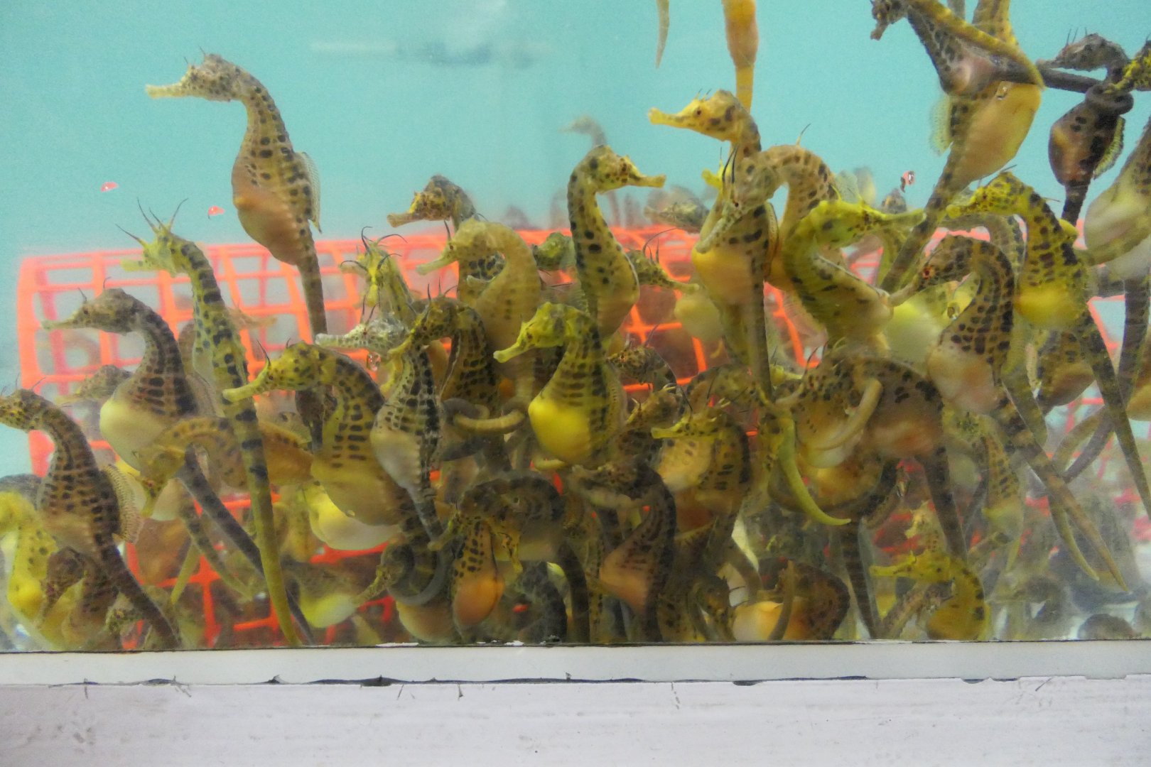 Pot-bellied Seahorse (Hippocampus abdominalis)