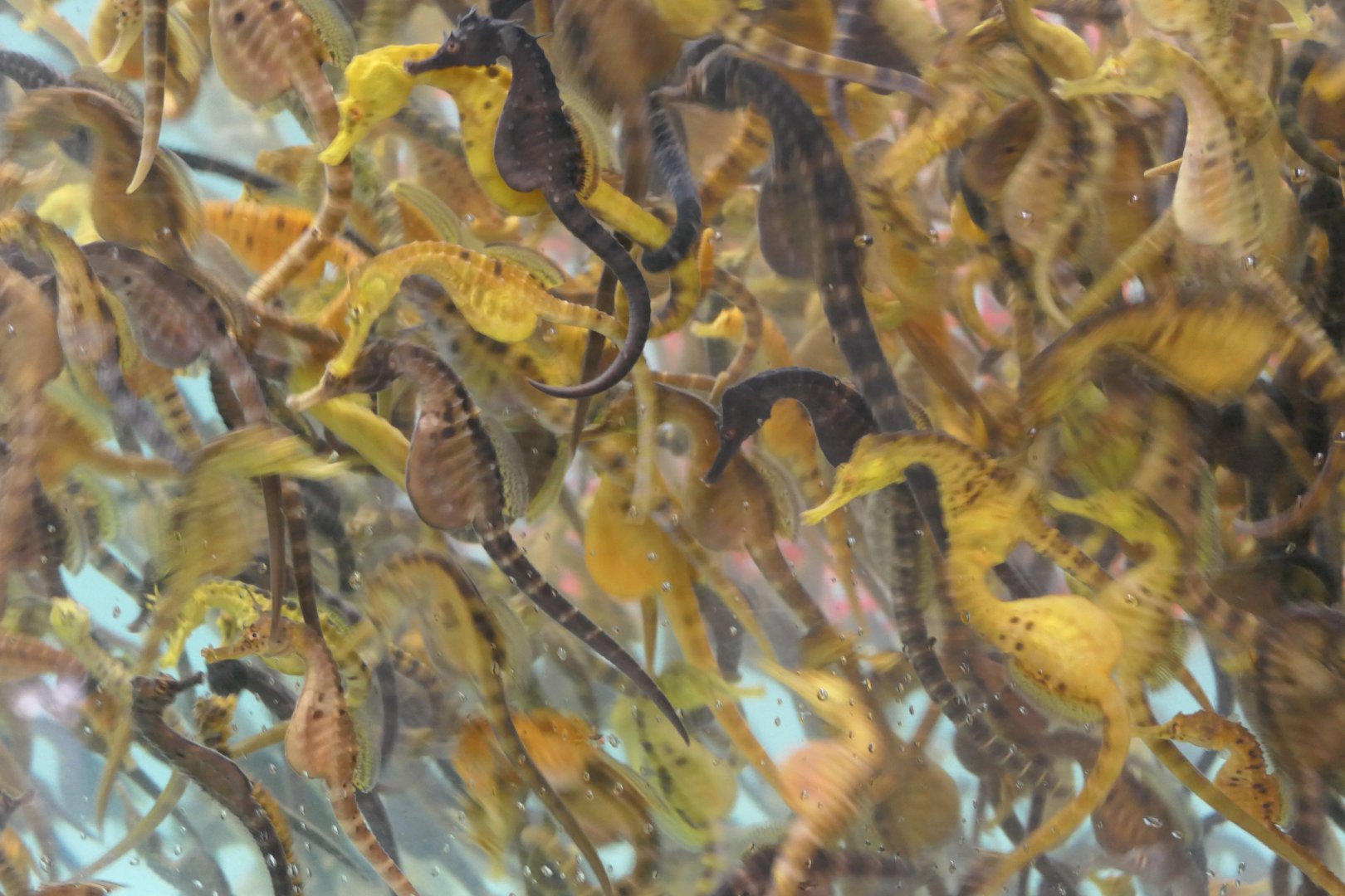 Pot-bellied Seahorse (Hippocampus abdominalis)