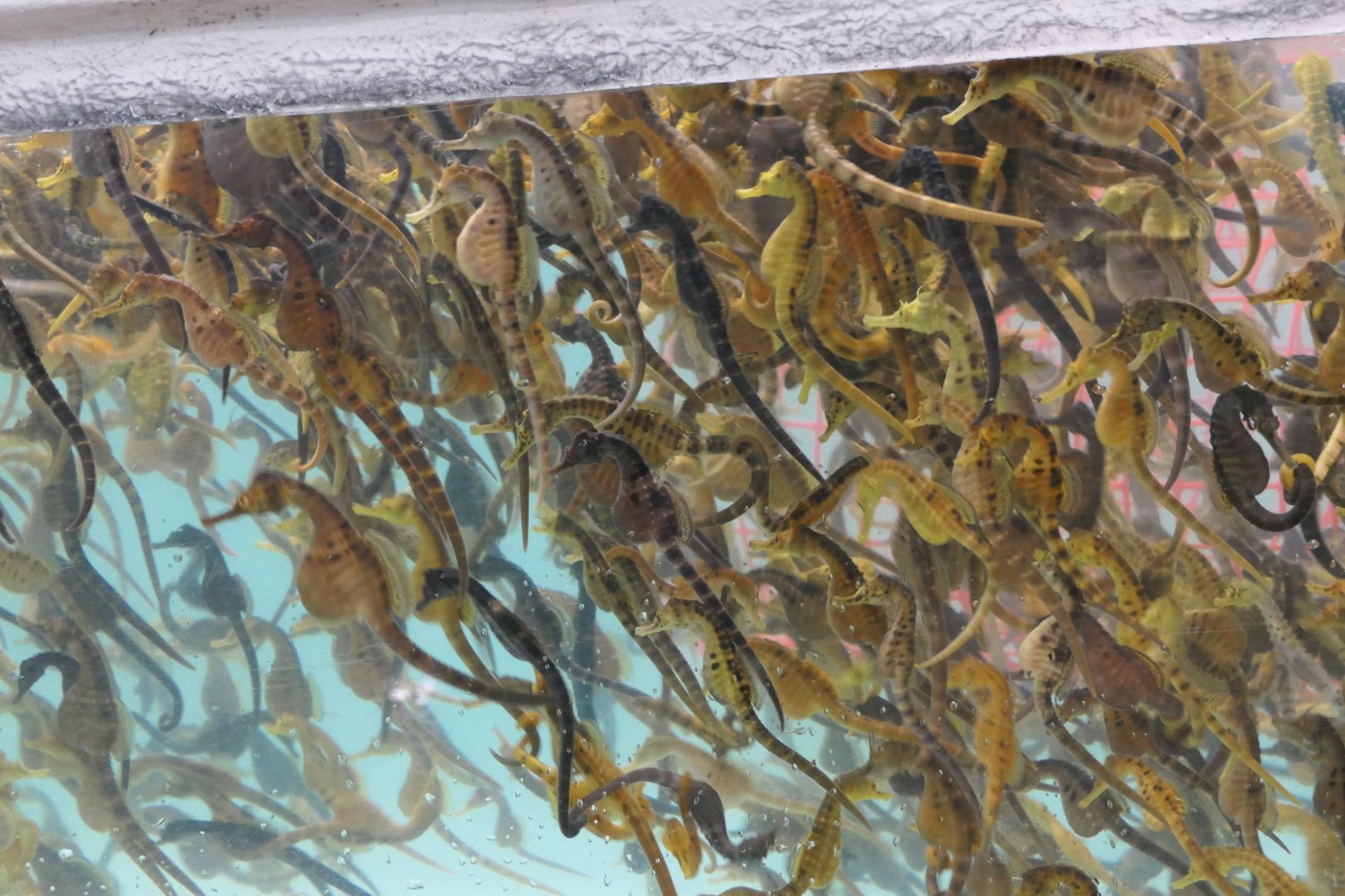 Pot-bellied Seahorse (Hippocampus abdominalis)