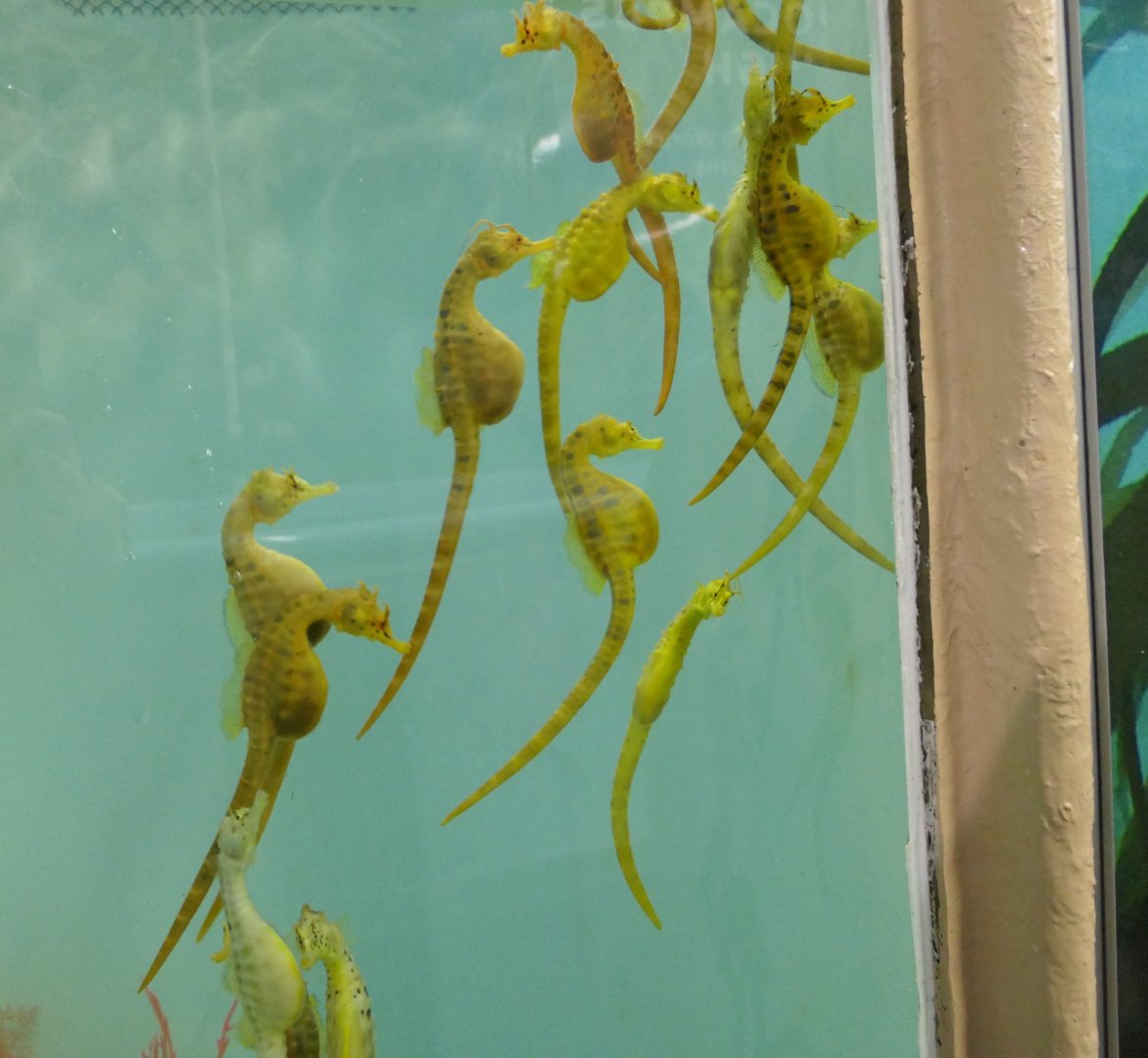 Pot-bellied Seahorse (Hippocampus abdominalis)