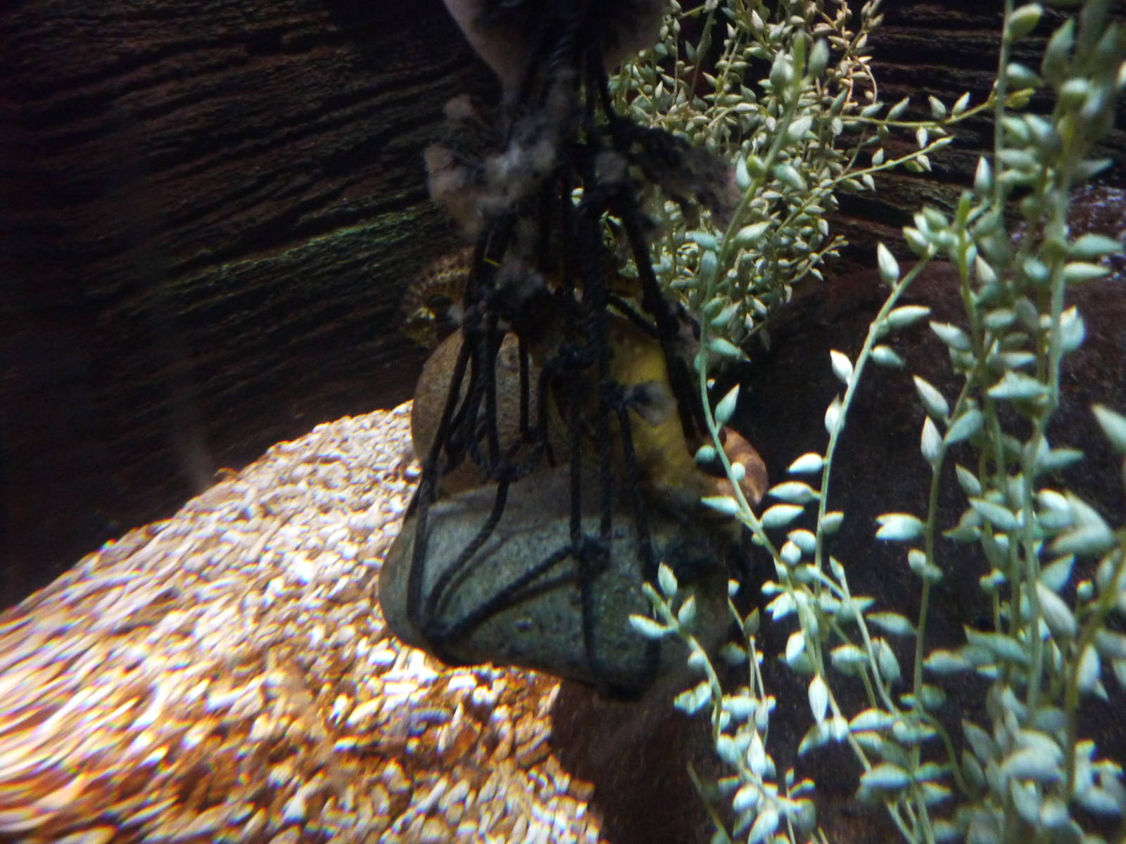 Pot-bellied seahorse in a tangle