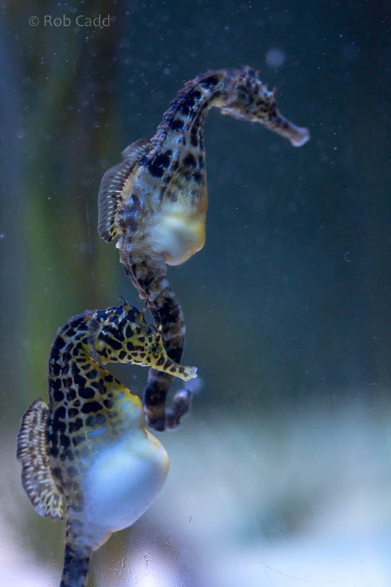 Pot-bellied seahorse : Living Coasts : 24 Sep 2015