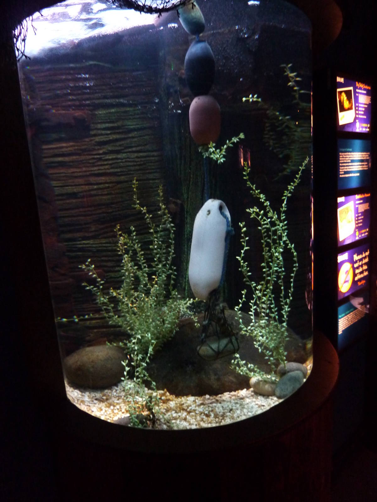 Pot-bellied seahorse tank