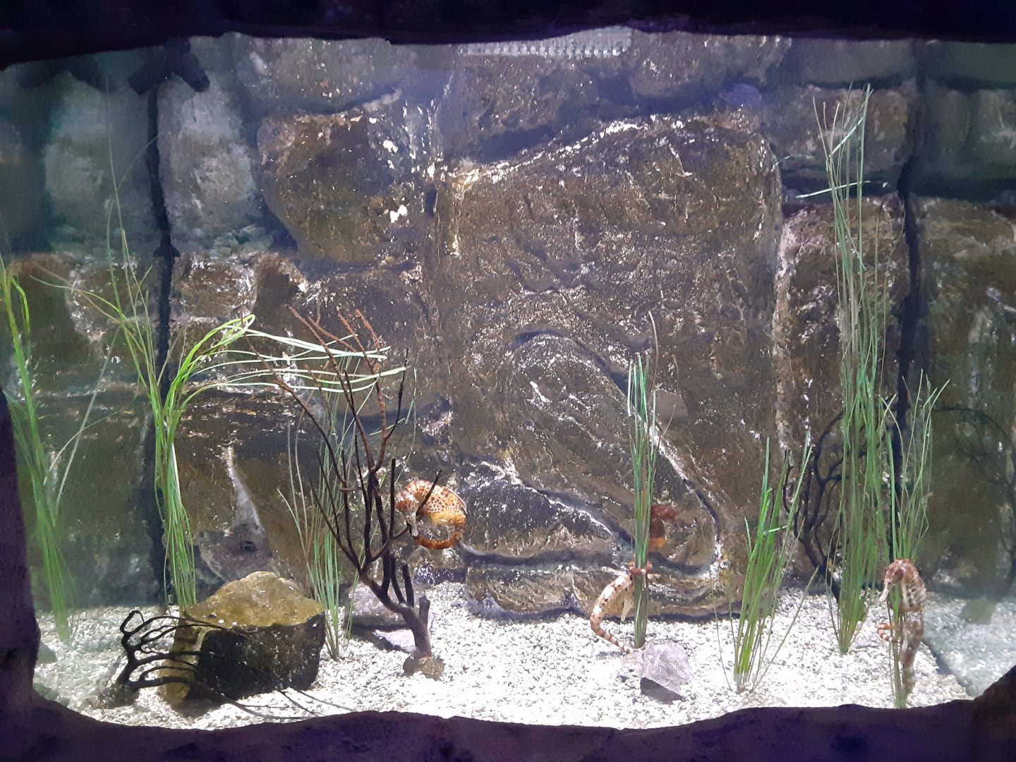 Pot-Bellied Seahorse Tank