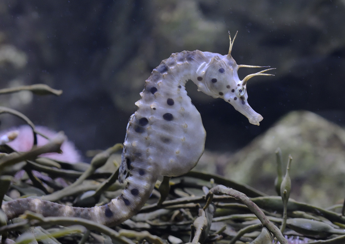 Pot-bellied seahorse with cirri