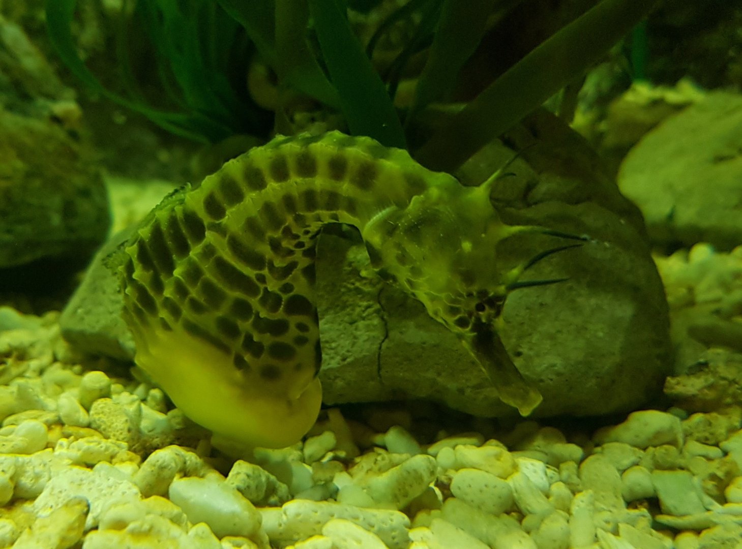 Pot-bellied seahorse