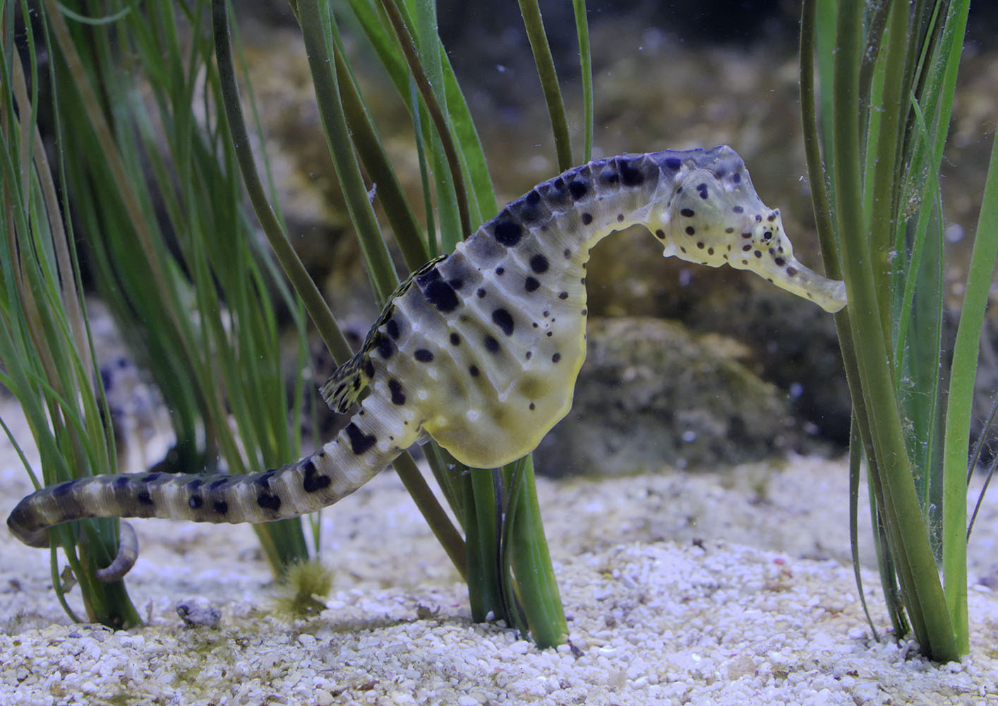 Pot-bellied seahorse