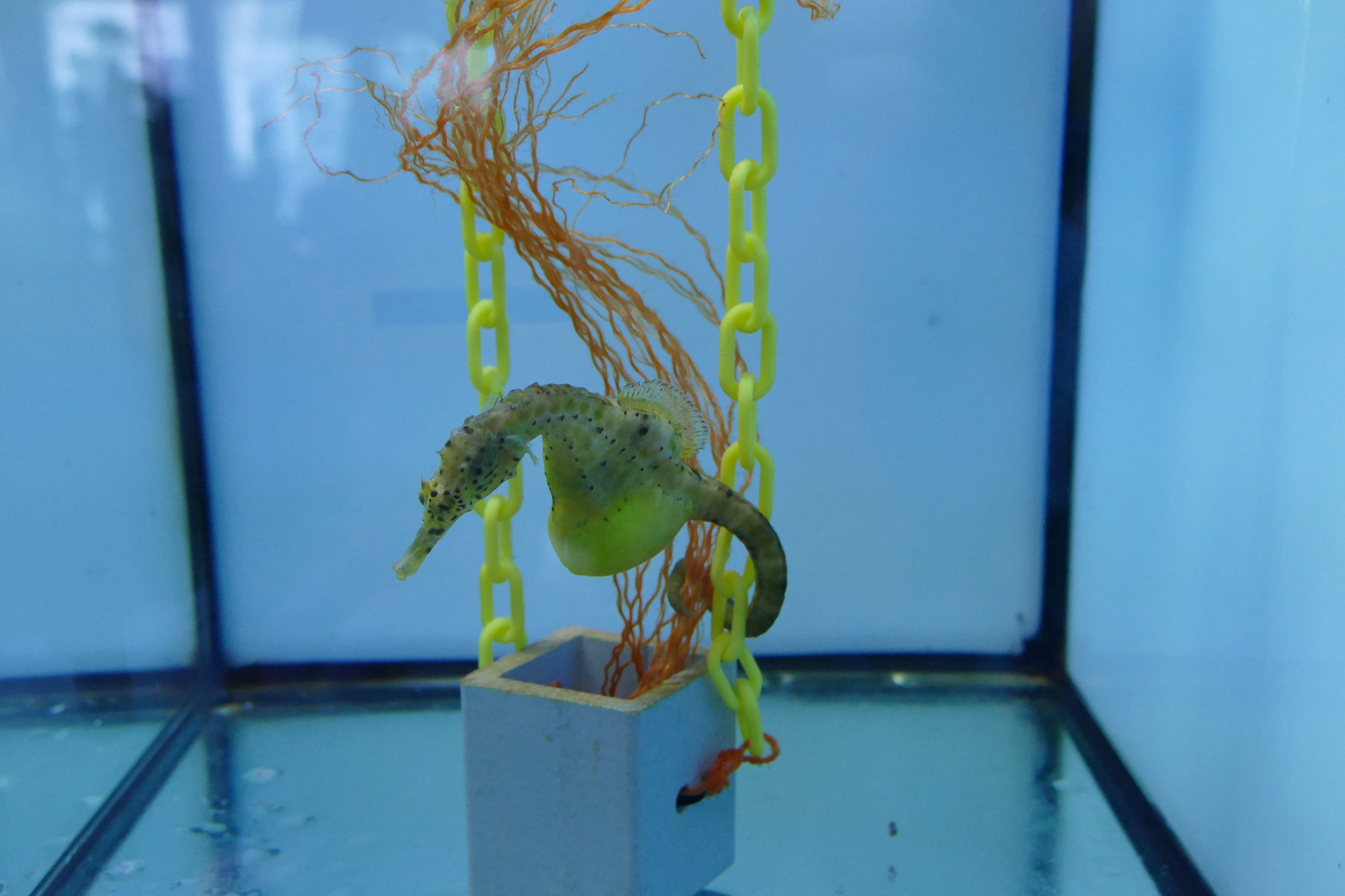 Pot-bellied seahorse