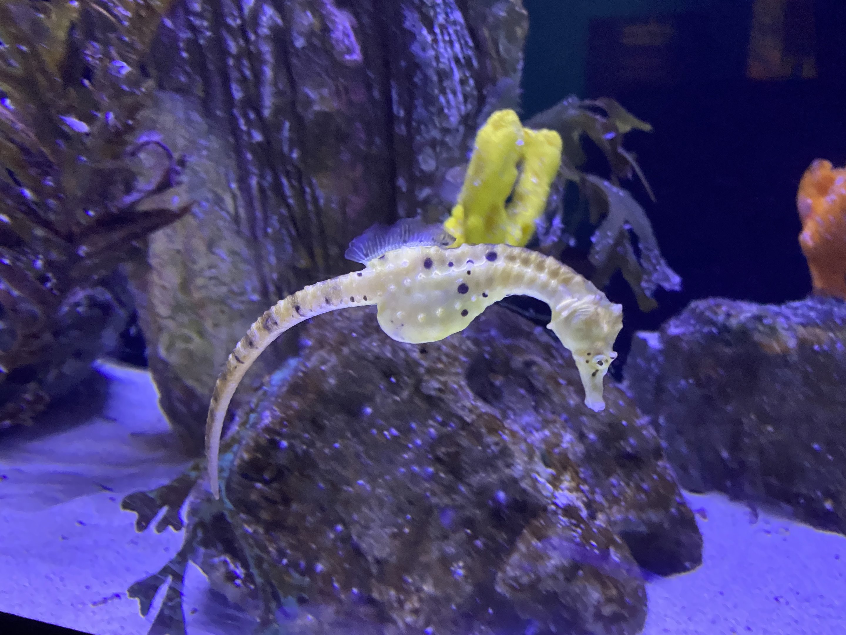 Pot-bellied Seahorse