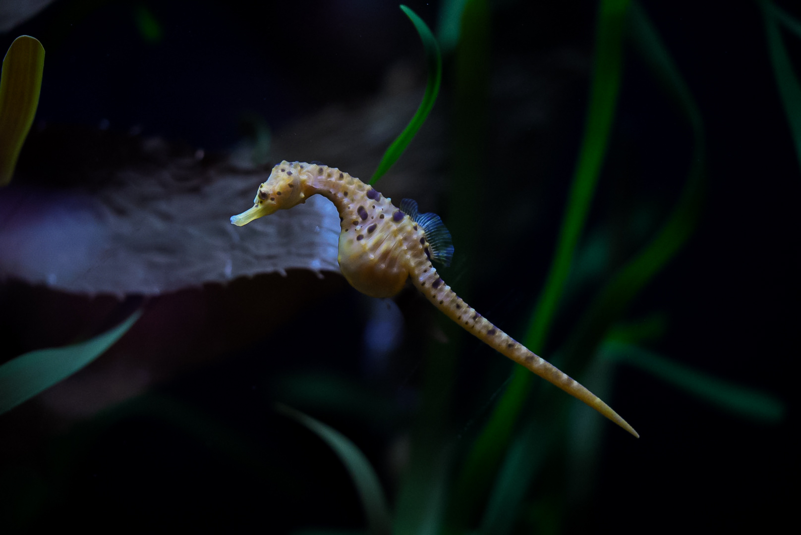 Pot-bellied Seahorse