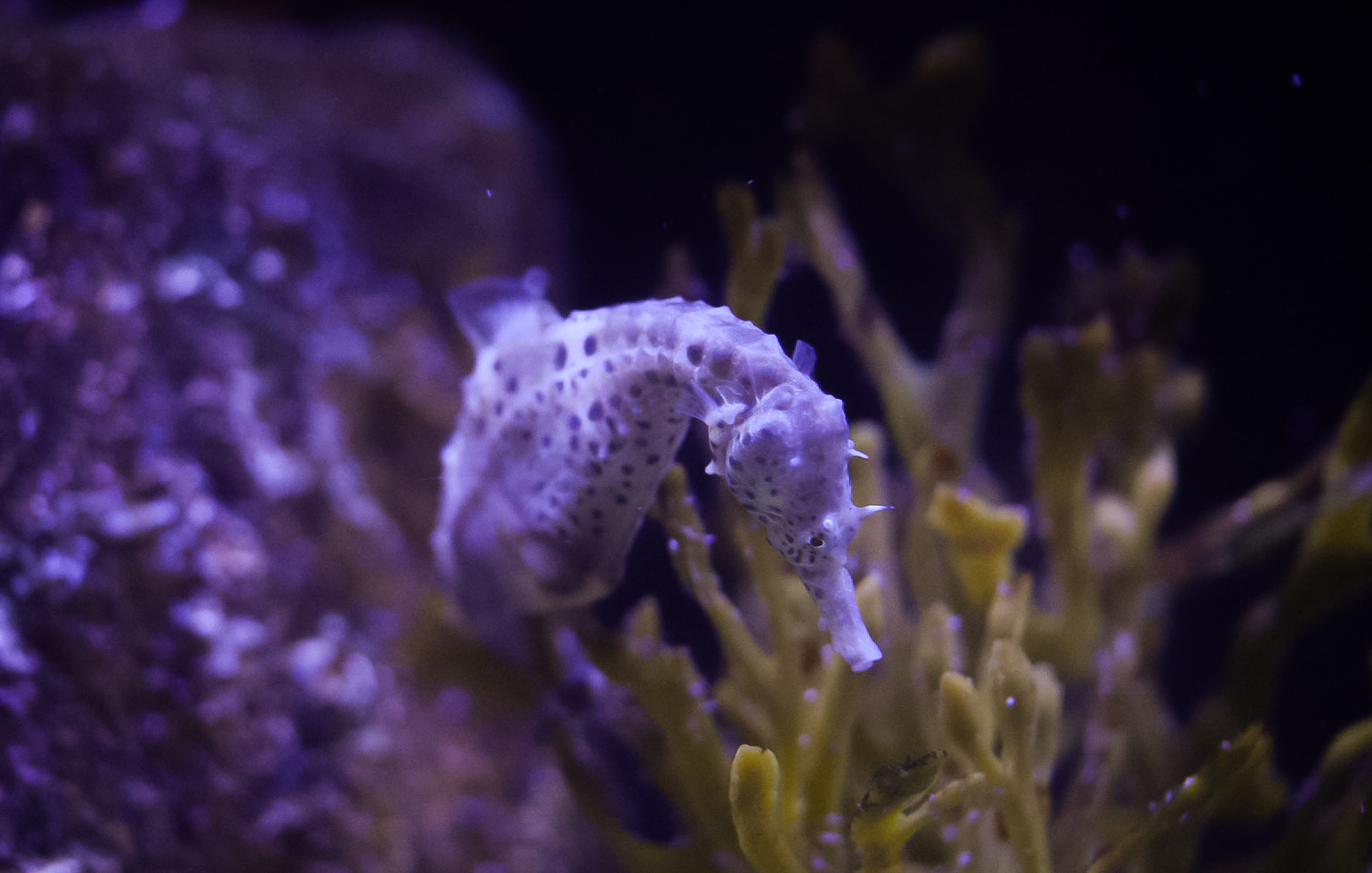 Pot-bellied Seahorse
