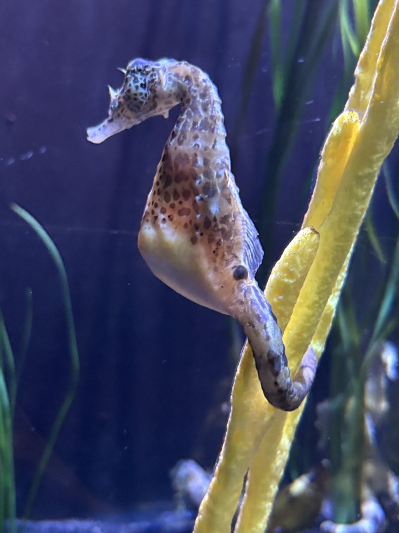Pot-bellied Seahorse