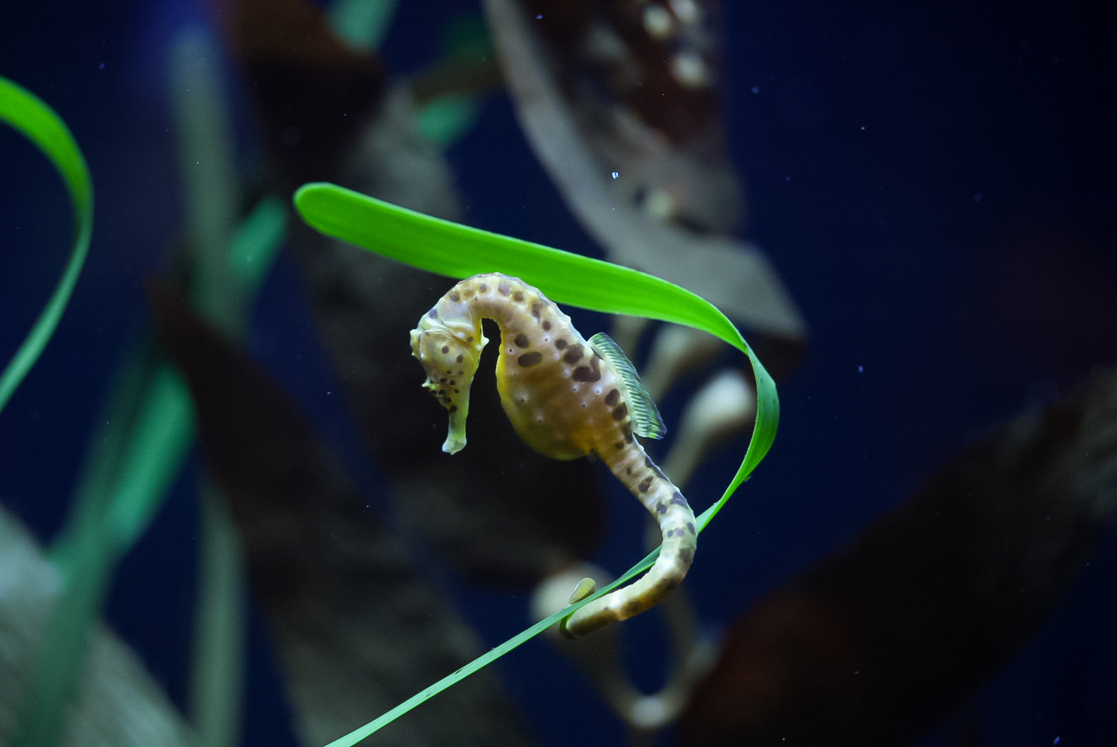 Pot-bellied Seahorse