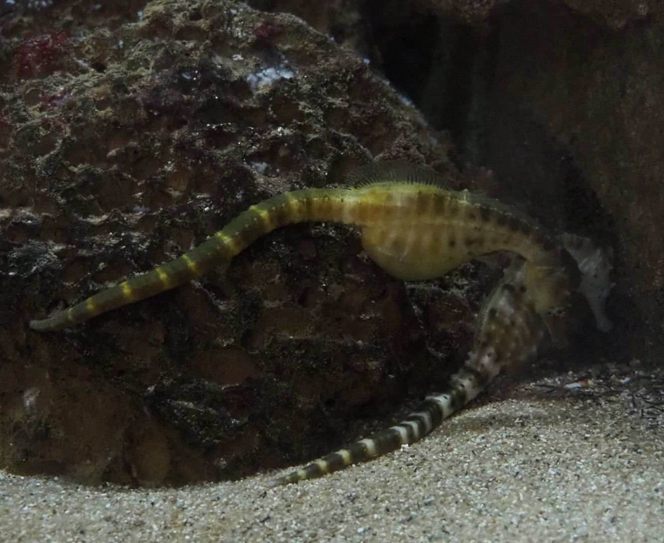 Pot-bellied Seahorses (Hippocampus abdominalis), 2020-06-28