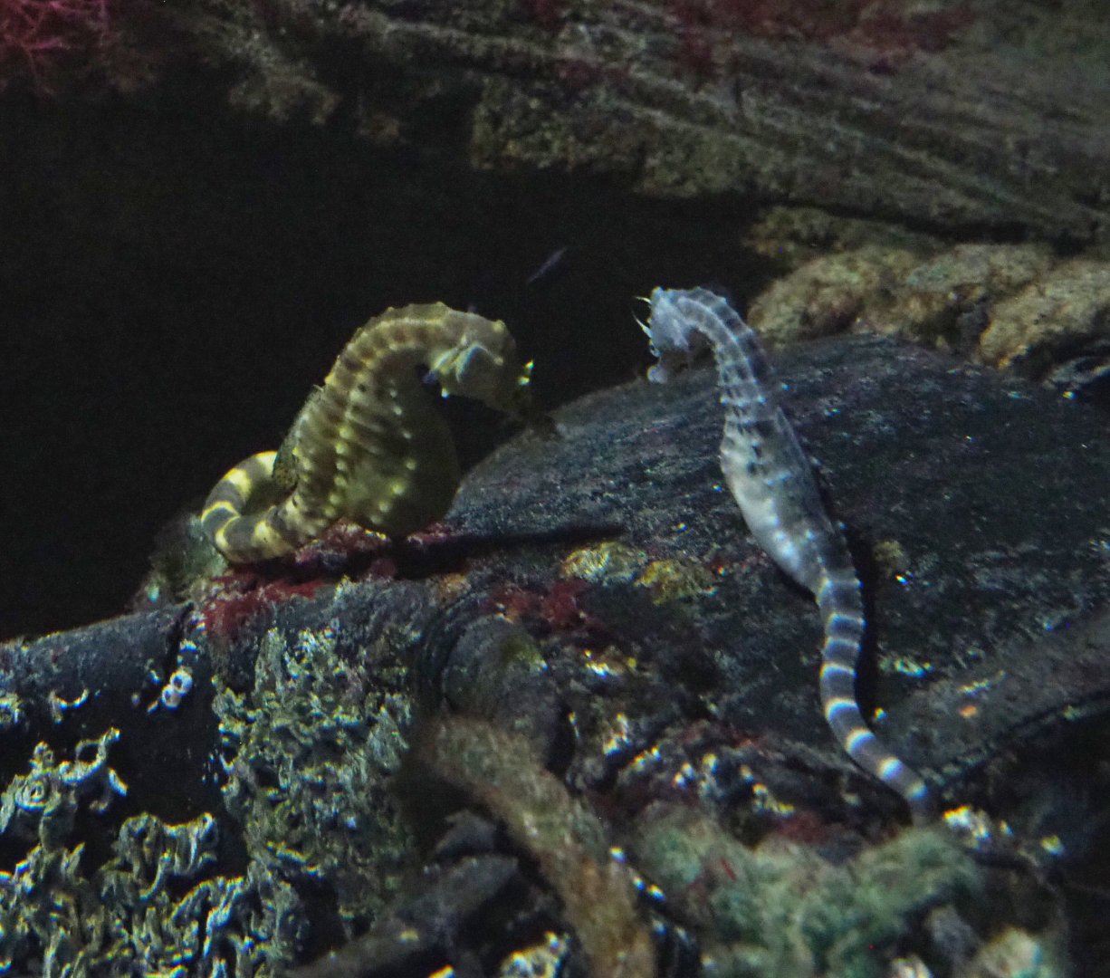 Pot-bellied seahorses (Hippocampus abdominalis), 2022-05-26