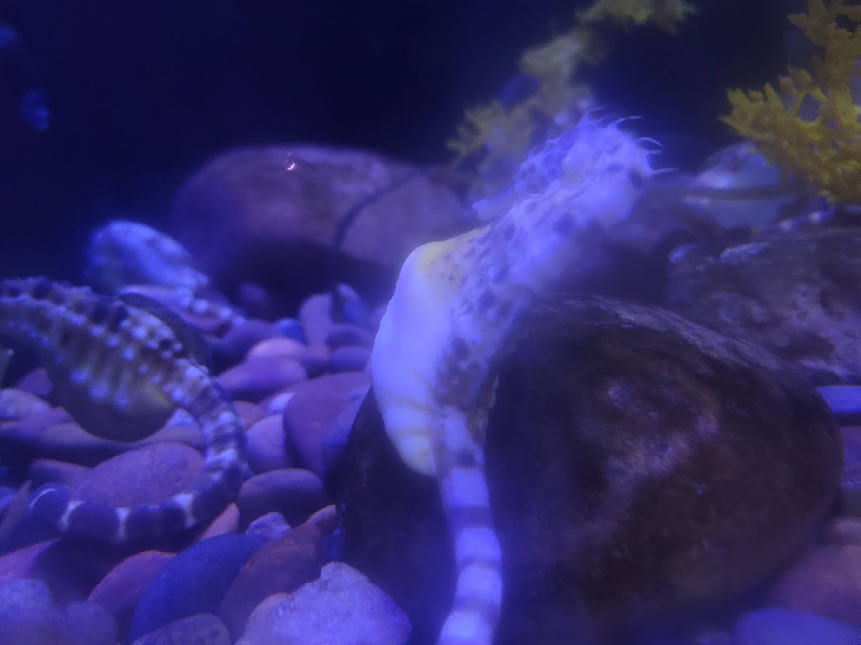 Pot-bellied Seahorses