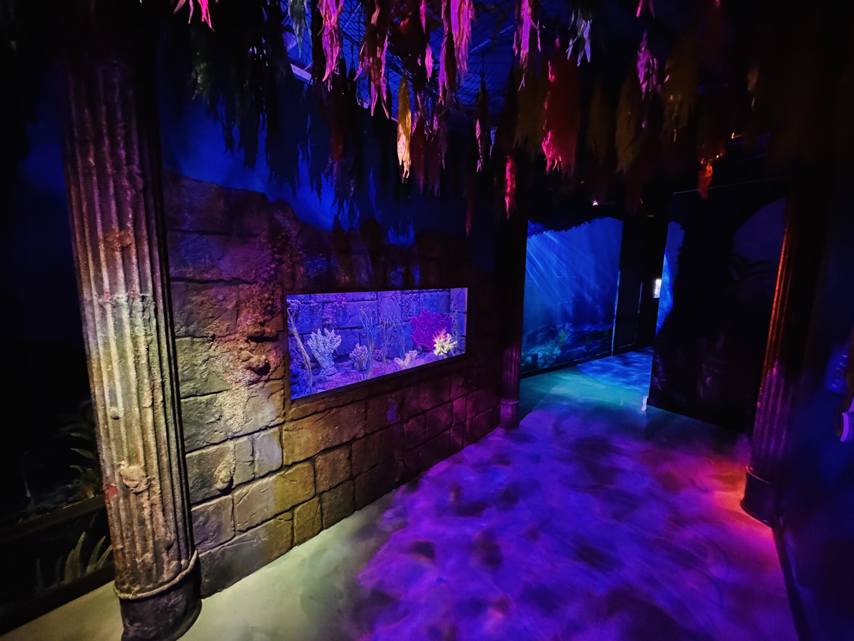 Pot-bellied/Short-snouted Seahorse tank