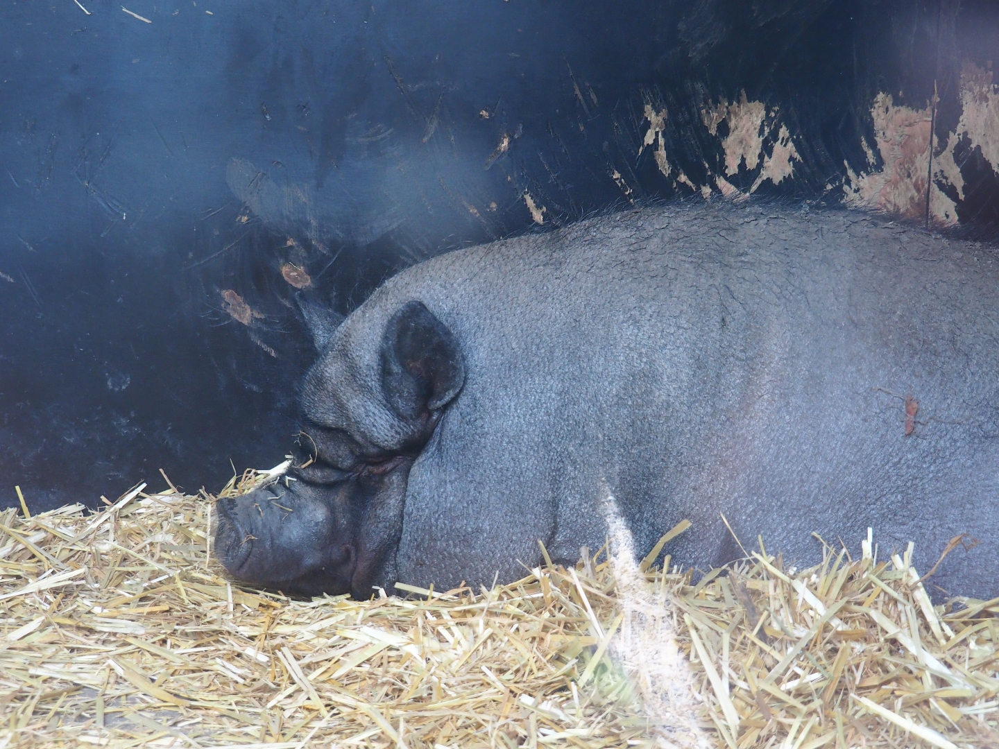 Pot-belly pig (Sus scrofa domesticus)