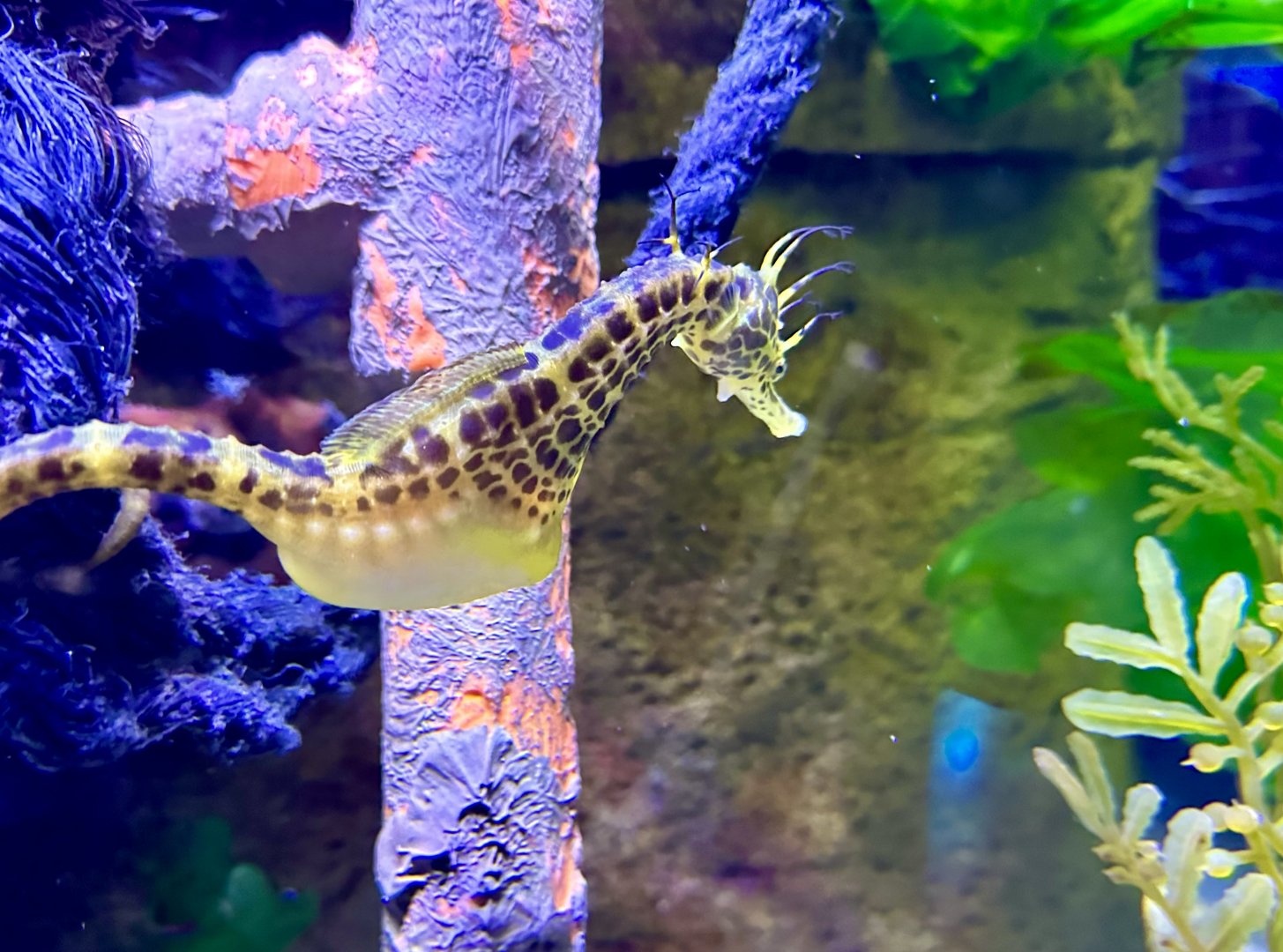 Pot-belly seahorse (Hippocampus abdominalis)