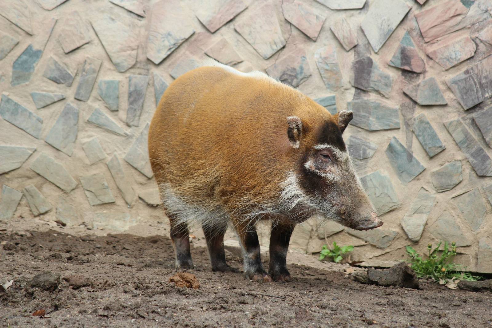 Potamochoerus porcus