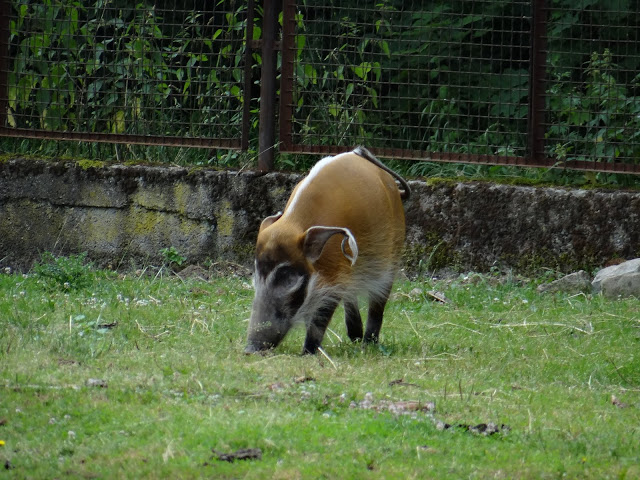 Potamochoerus porcus