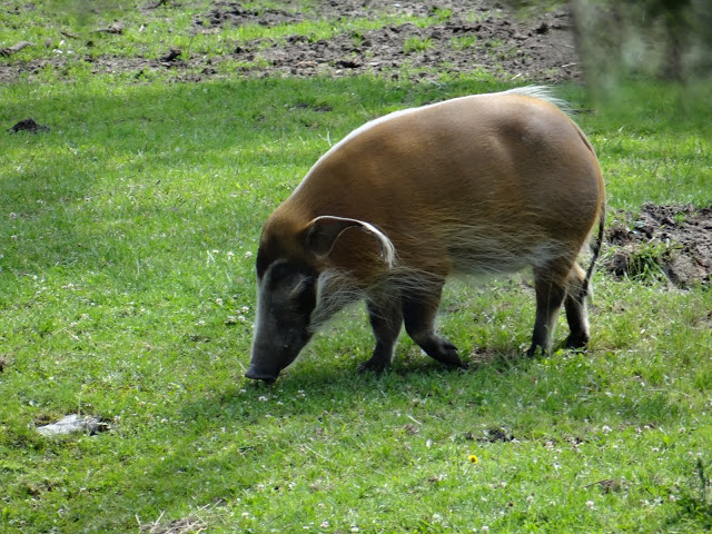 Potamochoerus porcus