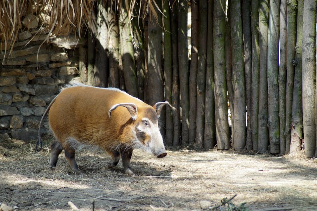 Potamochoerus porcus