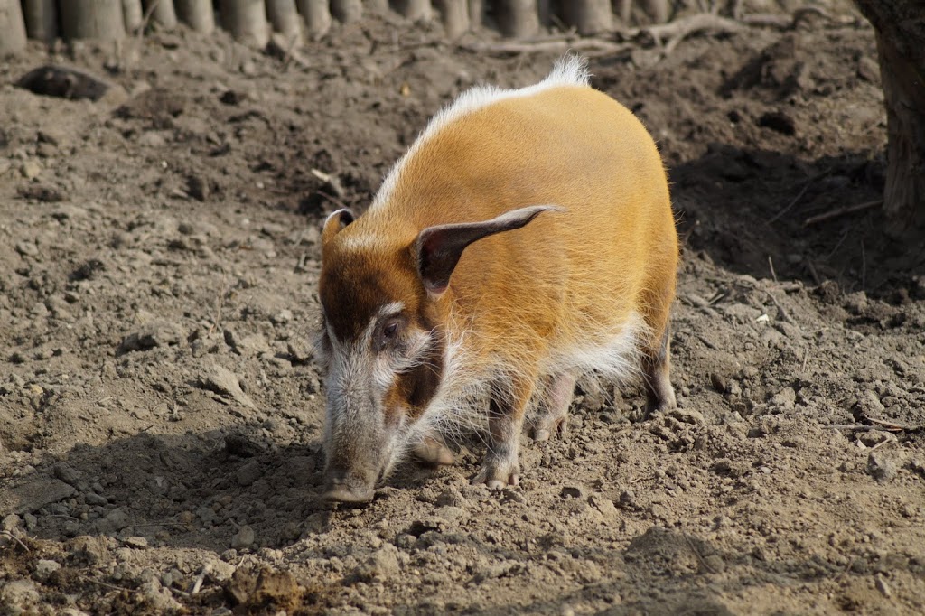 Potamochoerus porcus